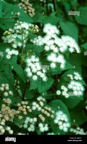 Image result for Panicum adenophorum