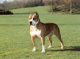 American Staffordshire Pitbull Amstaff Pitbull Dog Breed Dogs Bully Dog