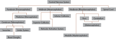 The nervous system performs many different tasks and enables the human being, for instance, to smell or speak. The Nervous System Psyc 100 Principles Of Psychology F20