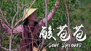 把 春天 吃进肚子里 酸苞苞 滇西小哥 youtube spring is here all plants instagram