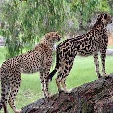 A Cheetah And A Rare King Cheetah With Darker Spots And Lines Running Down Her Back King Cheetahs Are The Product Of A Recessiv Wild Cats Animals Animals Wild