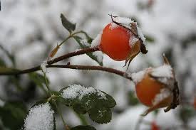 Edible radish seed pods salad. Growing Edible Seed Pods Gardening Channel