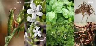 Image result for Plumbago zeylanica