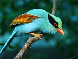 Birds Of Paradise Wallpaper Hd Pin By Rachael Rabenberg On Earth Colorful Birds Rare Birds Pretty Birds