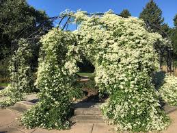 Check spelling or type a new query. 5 Things To Know About Growing Clematis Home Garden Qctimes Com