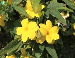 Image result for Gelsemiaceae