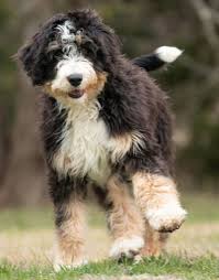 Check spelling or type a new query. Upcoming Bernedoodle Puppy Litters Echt K9