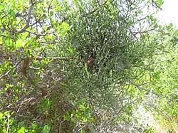 Image result for Viscum bagshawei