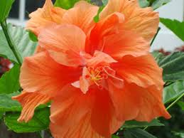 Maybe you would like to learn more about one of these? Florida Keys Garden Attractions Are Simply Natural