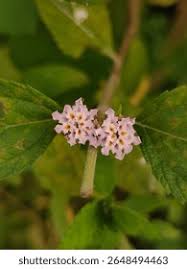 Image result for Lippia oatesii