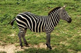 We did not find results for: Tebak Gambar Zebra Hitam Putih Tebak Gambar