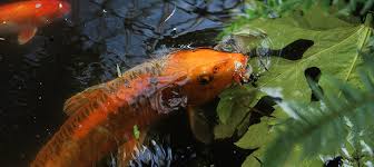 What makes a koi pond a troublesome pond? Vancouver S Oldest Koi Fish Just Found A New Home Vancouver Is Awesome