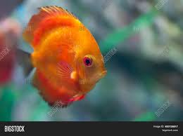 Maybe you would like to learn more about one of these? Painted Blood Parrot Image Photo Free Trial Bigstock