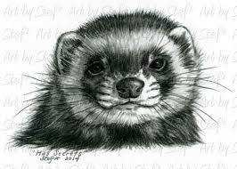 Black And White Ferret Tattoo Art By Stef Animal Sketches Animal Art Animal Paintings