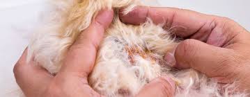 Pressure sores, most often seen in large breed dogs, will cause hair loss at bony pressure spots like the elbow. Why Your Dog Has Crusty Scabs On His Back Neck Petsoid