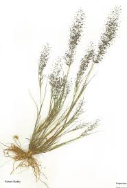 Image result for Eragrostis moggii