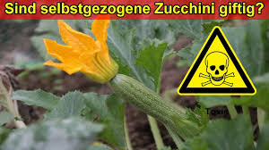 After cooking the veggies, place them into a bowl with ice cubes to cool. Sind Selbstgezogene Zucchini Pflanzen Giftig Zucchini Selber Ziehen Gefahrlich Giftige Zucchini Youtube