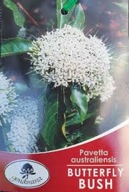 Image result for Pavetta uniflora