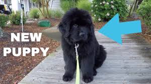 They do everything from pulling nets and small boats, to ocean rescues. Newfie Puppies Azteck Golden Newfie Puppy For Sale In Pennsylvania