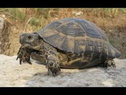 turtle vs tortoise difference and comparison diffen turtle vs tortoise difference and