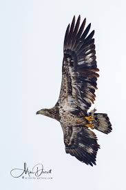 Meet our featured animal, the bald eagle! Wildlife Gallery Chasing Bald Eagle Flight Images