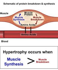 Amino Acid Supplements For Bodybuilders Bcaa Amino Acids