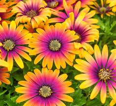 Image result for Portulaca centrali-africana