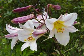 We did not find results for: Lilium Regale Wikipedia