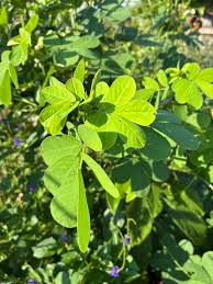 Image result for Senna obtusifolia