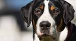 SwissKiss - SwissKiss Greater Swiss Mountain Dogs