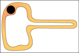 Maybe you would like to learn more about one of these? Root Hair Cell Diagram Quizlet