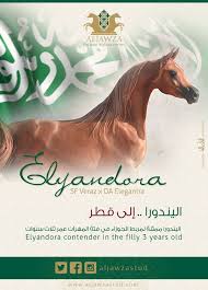 مربط الجوزاء اليندورا إلى قطر arabian horse filly horses