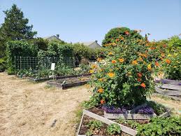 House & garden launched in 1947 and showcases the best in international design and decoration from around the world. Oregon S Free Online Vegetable Gardening Course Draws In 18 000 People Following Stay Home Orders Oregonlive Com