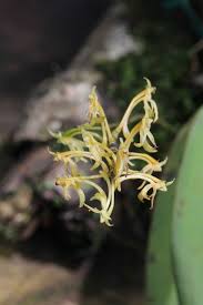 Image result for Angraecopsis parviflora
