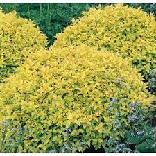 2 Gallon Pink Goldmound Spirea Flowering Shrub In Pot L14289 Nursery Goldmound Spirea Flowering Shrubs Spirea