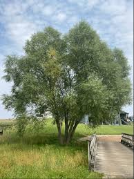 Image result for Salix