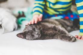 Geeignet für kinder ab 24 monaten lieferzeit: Tiere Fordern Sozialverhalten Bei Kindern