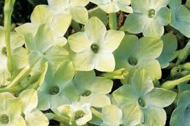 Image result for Nicolasia coronata