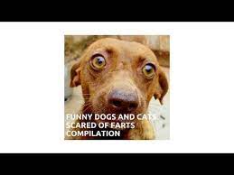 Youtube Funny Dogs Funny Dog Cat