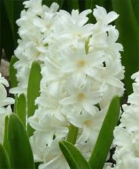 Spring flowering varieties are in season february to june, and summer flowering varieties and produce from june to september. Hyacinthus Orientalis Aiolos Bulb Flowers Flowers Fragrant Flowers