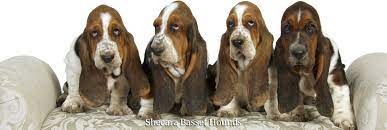 Basset hound for sale from reputed breeders. Shecara Bassets Basset Hounds Of Distinction