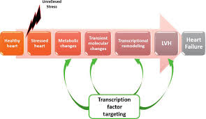 Beneficial Treatment Of Left Ventricular Hypotrophy Lvh Through Download Scientific Diagram