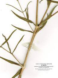 Gypsophila Paniculata Tall Baby S Breath Go Botany
