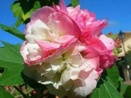 Image result for Hibiscus mutabilis