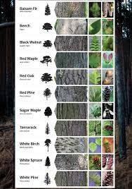 Look at the end of the branch where you cut it from the tree. Common Trees Of The Muskoka Region Coulson Bros Arboriculture