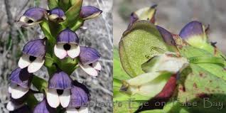 Image result for Teedia lucida