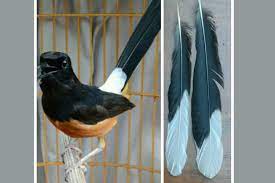 Maybe you would like to learn more about one of these? Mengenal Pola Ekor Burung Murai Batu Sesuai Jenis