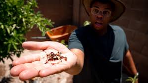 Maybe you would like to learn more about one of these? How To Use Worms For Your Garden