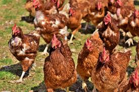 We did not find results for: Pakan Ayam Petelur Berkualitas Hasil Telur Melimpah