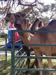 All birthday party prices are based on a 30 mile radius. Petting Zoo Bounce House Rentals Party Rentals Tent Rentals Dayton Cincinnati